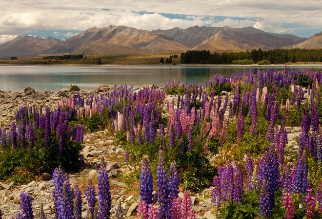  , , , Lake Tekapo, , , , , , , Delphinium