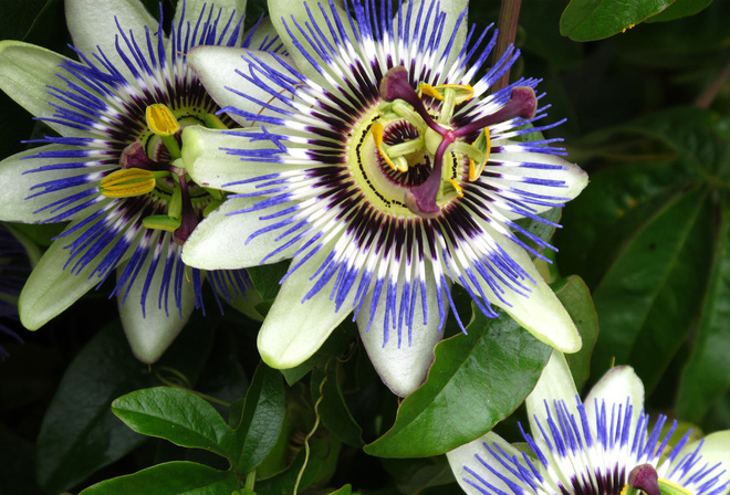 passiflora, , , , 