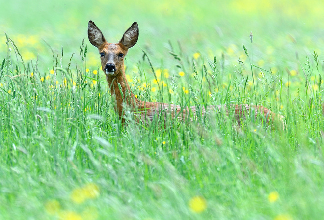 ����, �����, ����, �����