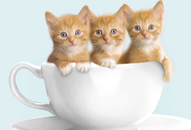 cute, kitten, three, cup, cat