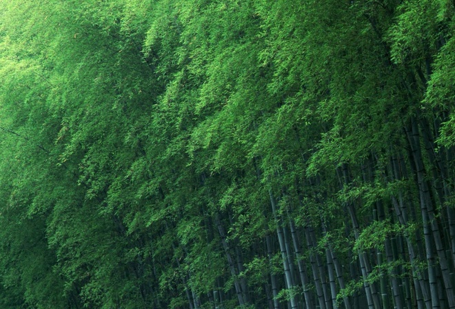 bamboo, natural, green, tree
