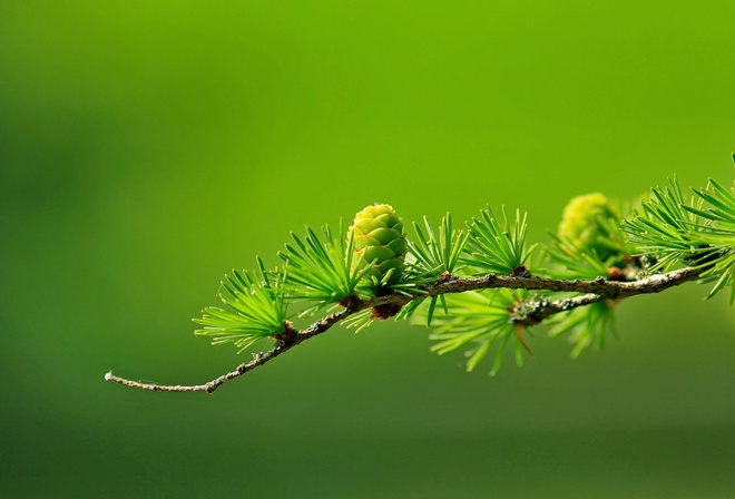 pine, branch, green, macro