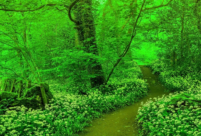 forest, tree, path, green