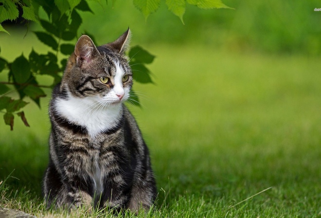 cat, grass, tree, kitty