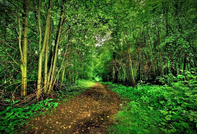 path, green, tree, grass, forest, natural