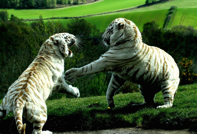 white, tiger, bigcat, fight