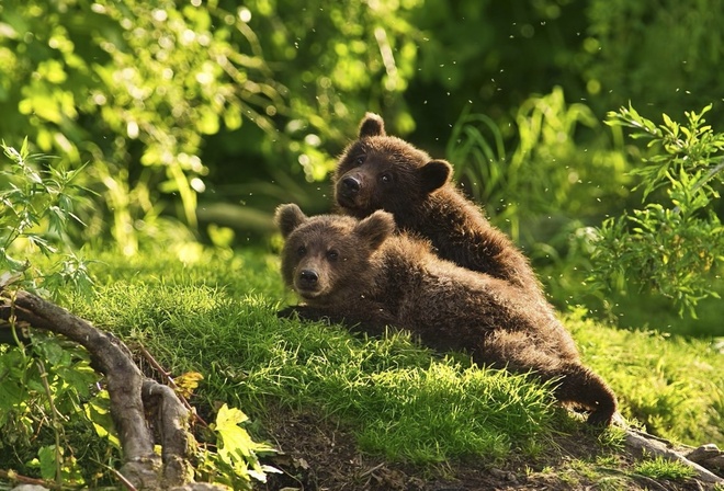 bear, cubs, green, grass