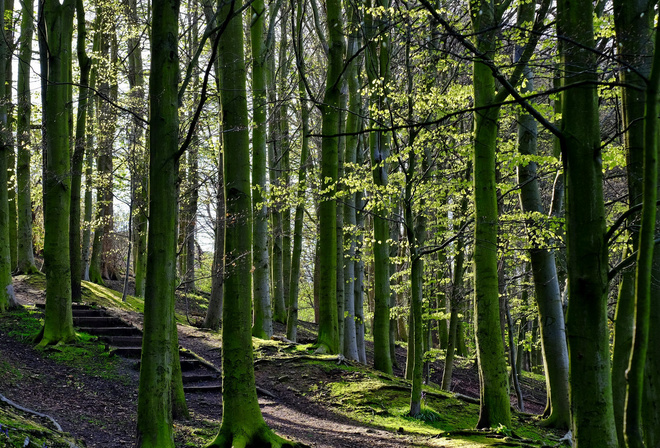 path, tree, forest, green, nature