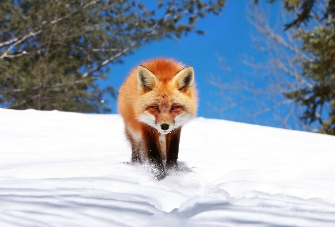 fox, red, snow, winter