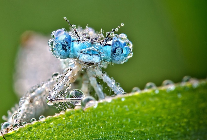 drops, water, dragonfly, macro