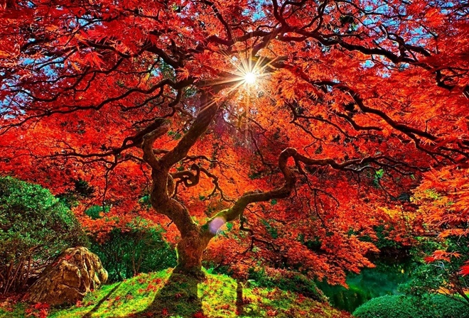 sun, autumn, tree, colors