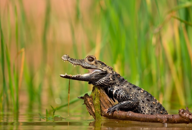 ��������, �������, �����