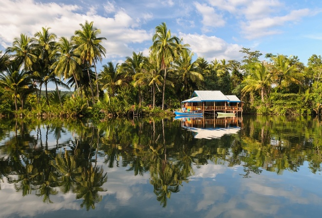 palm, tree, water, house