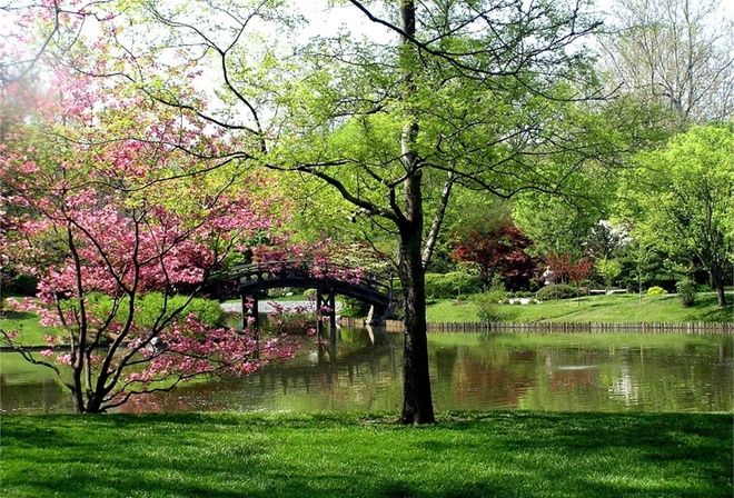 garden, bridge, tree, water, grass