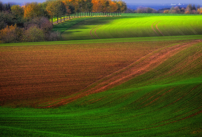 tree, road, agriculture.grass, green