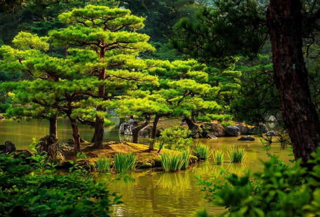 tree, park, water, garden