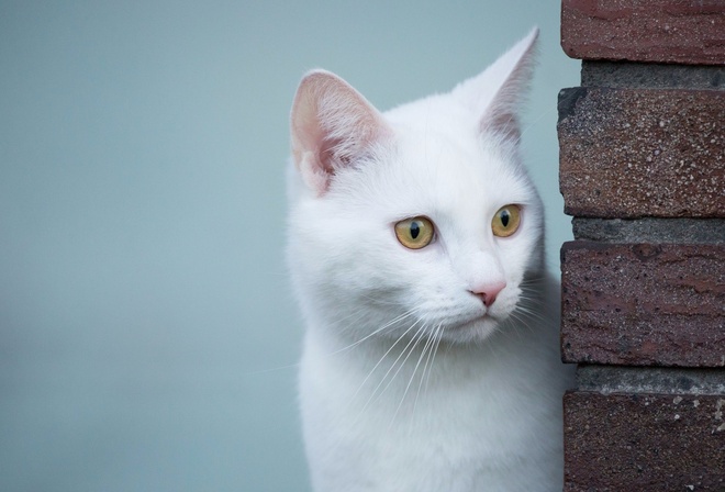white, cat, cute, kitten