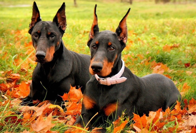 doberman, dogs, grass, sitting