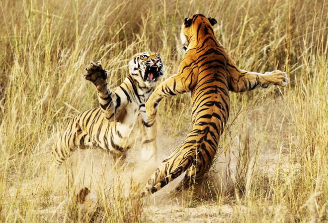 fight, tigers, wild, grass