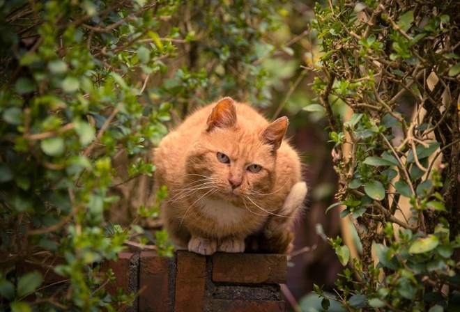 cat, cute, sitting, feline