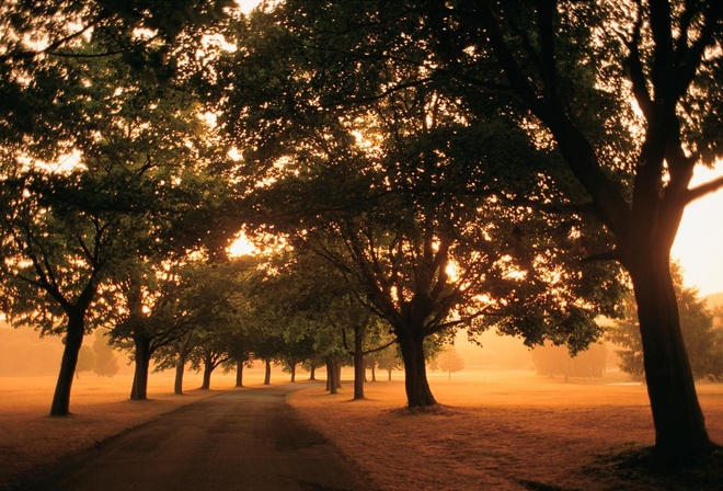 sunset, tree, path, fields