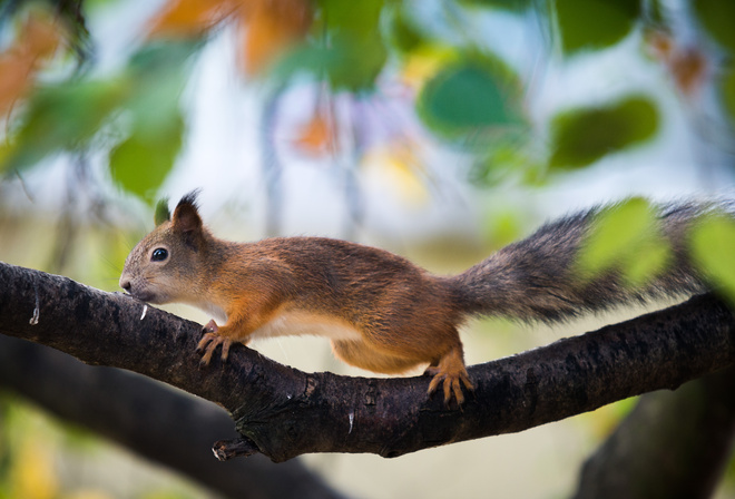 �����, �����, ��������, �����