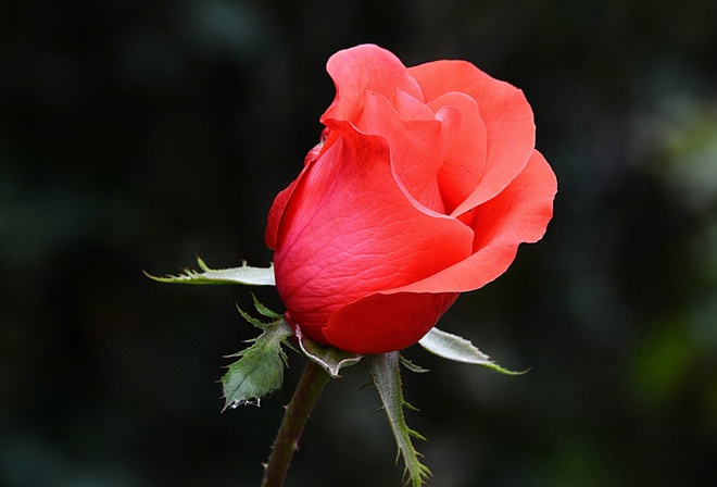 pink, red, branch, pleasant