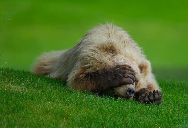 bear, claws, grass, playing