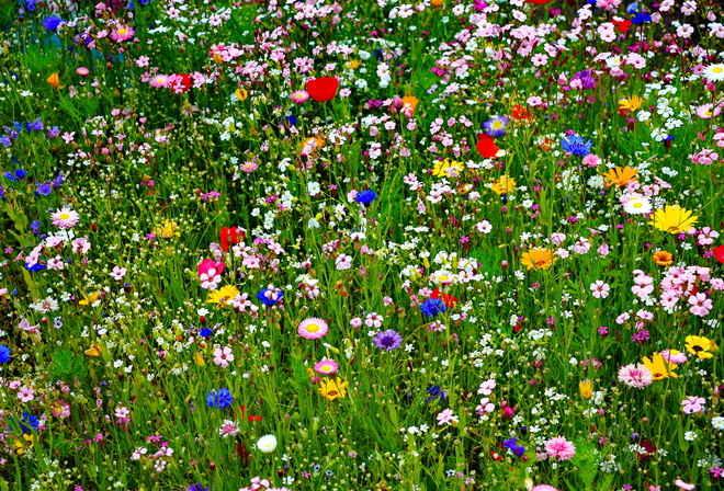 �����, �����, �����