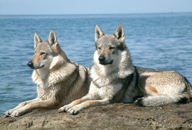 wolves, sitting, couple, water, rock