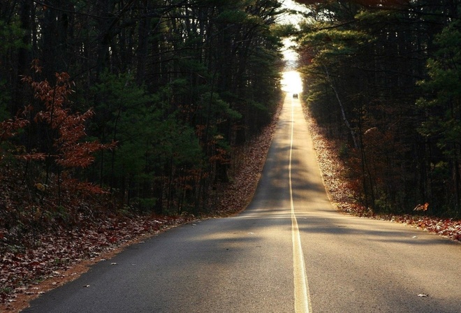 road, car, forest, tree