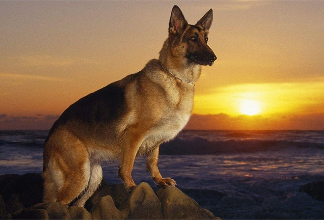 German shepherd dog, sunset, posture, cute