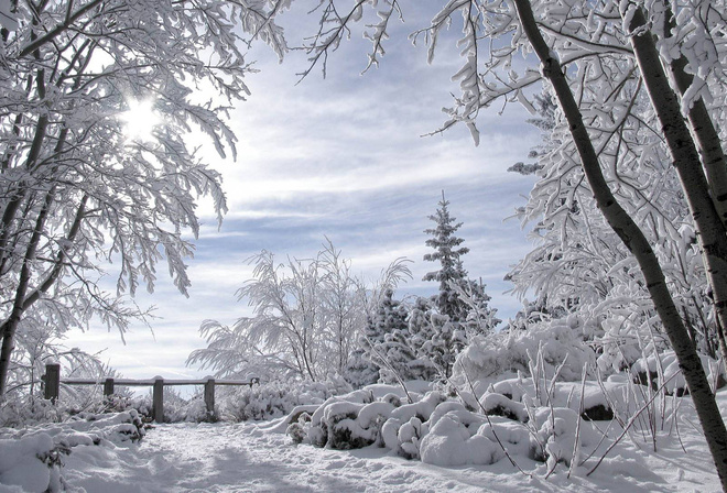 winter, trees, snow, cold, forest