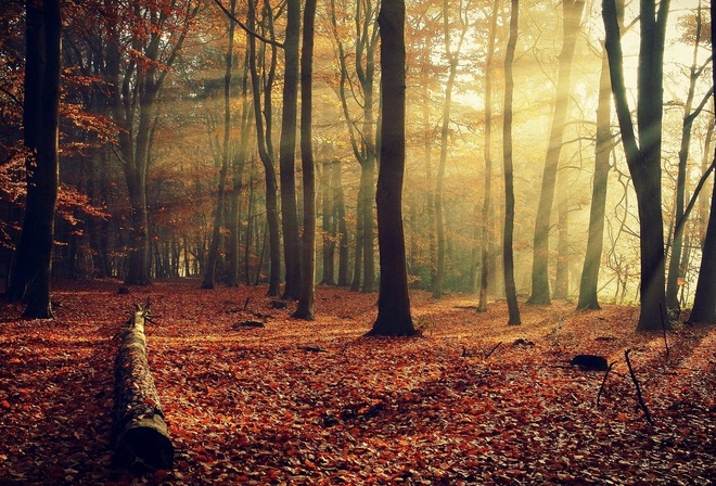Лес, природа, осень, красиво