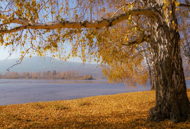 береза, листья, холмы, осень, Николай Морский