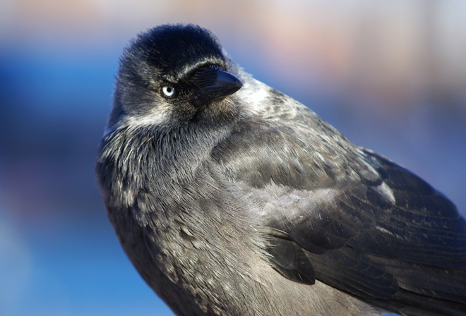 ,  , Corvus monedula