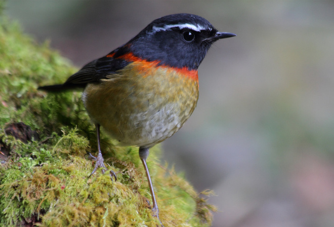 �����, ���, �����, ��������