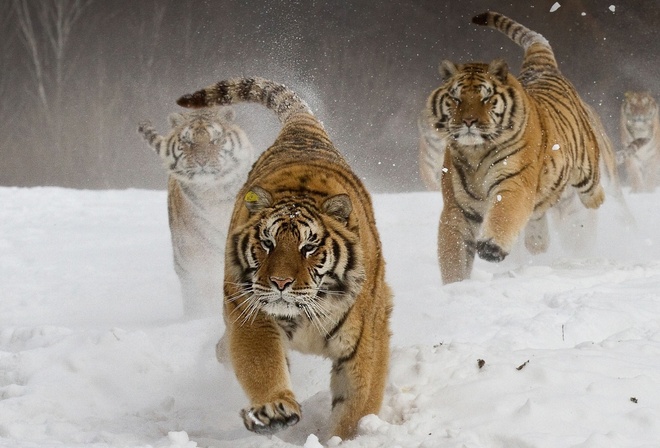 �����, ����, ����, �����