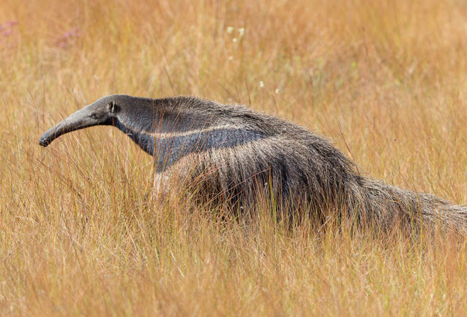 ��������, ��������