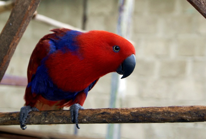 , ,  , , electus parrot, Eclectus roratus, Gag Island, red