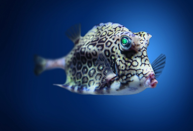 Boxfish, cowfish, , 