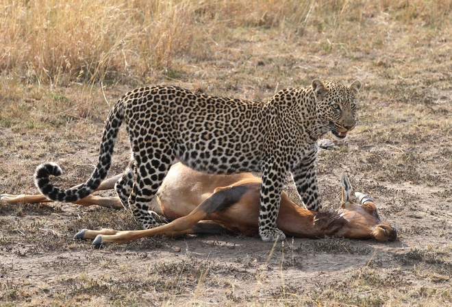 Leopard, охота, антилопа, природа