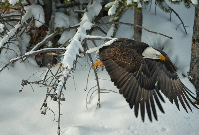Белоголовый орлан, птица, крылья, зима, снег
