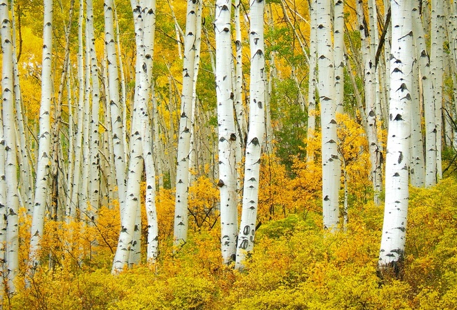 Aspen,  , Populus Tremuloide Shumen, , , Colorado