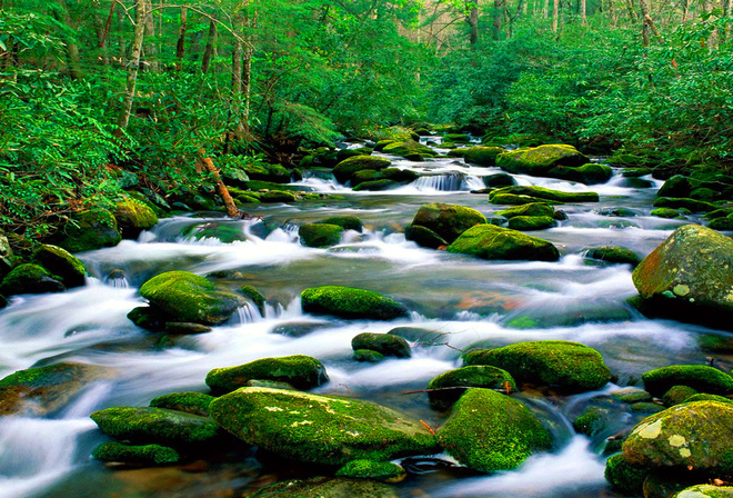 Горная река, Riverbed Рок, зеленый мох, лес, густая растительность, HD