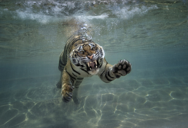 тигр, фото, под водой, кошка, хищник