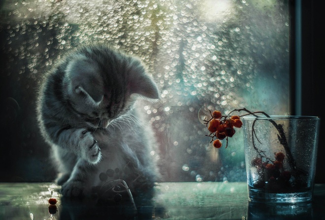 В лунном свете, кошка, умывается, стакан, ягоды, окно, Лилия