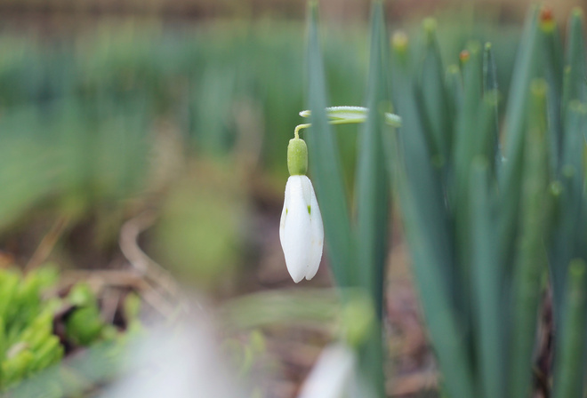 , ϳ, ϳ, , , , , , ̳, , Spring, Snowdrops, grass, nature, background, bokeh, Minimalism, Macro, , , , , , , , , , 