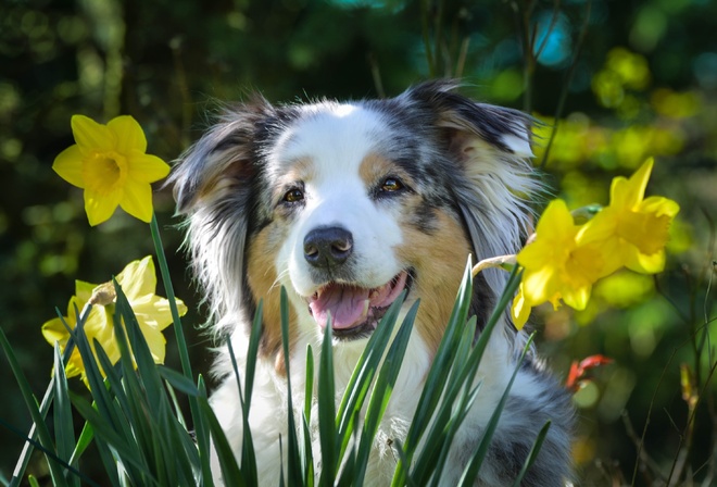 животное, собака, пёс, природа, цветы, нарциссы, весна