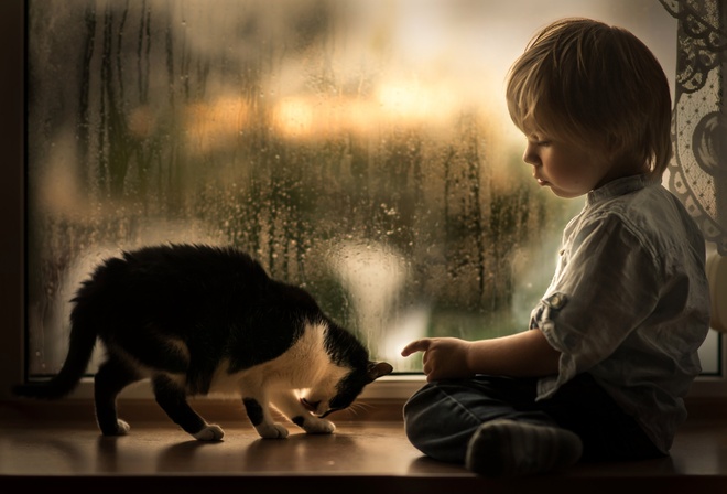 iwona podlasinska, ребёнок, малыш, мальчик, окно, капли, дождь, подоконник, животное, котёнок